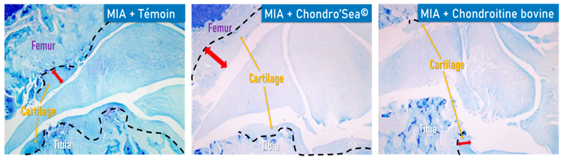 graphique coupes histologiques