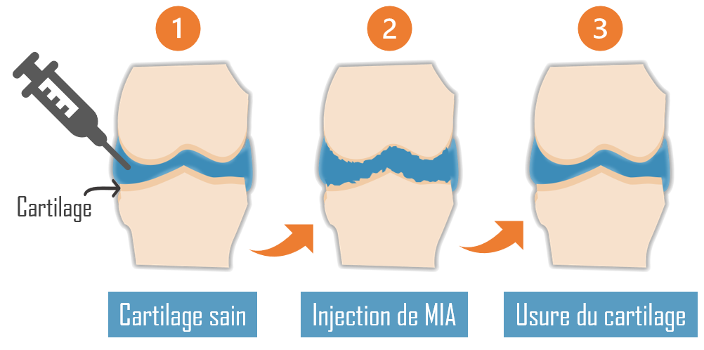 Extrait thé vert - Pharmanager Ingredients