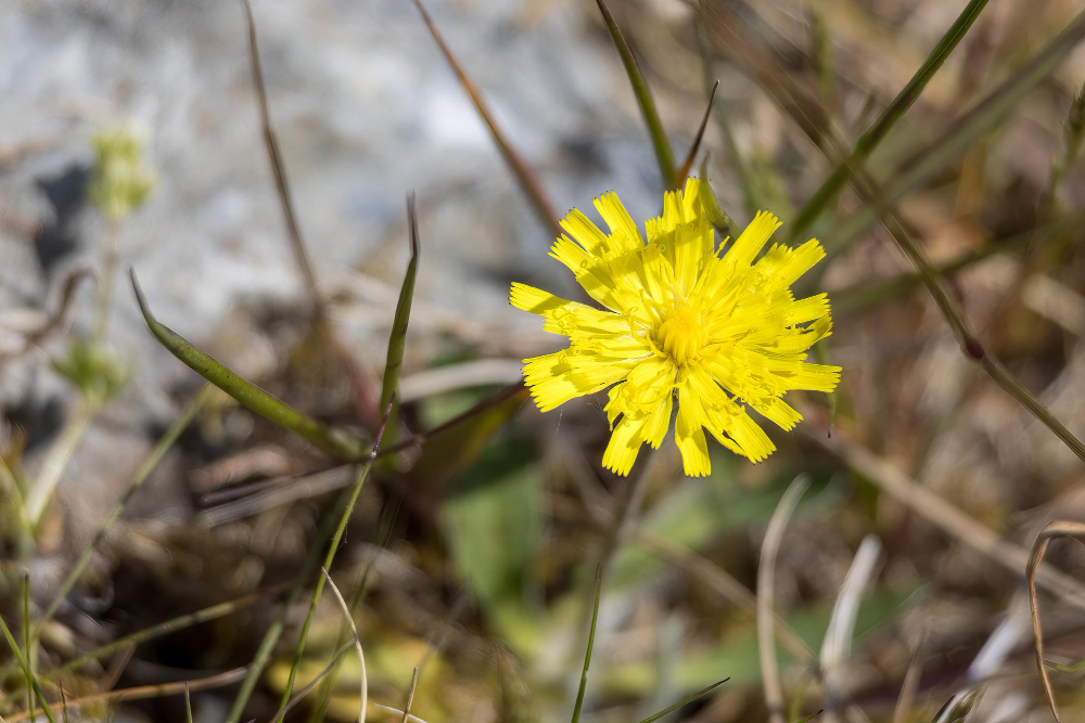 Hieracium pilosella - Piloselle