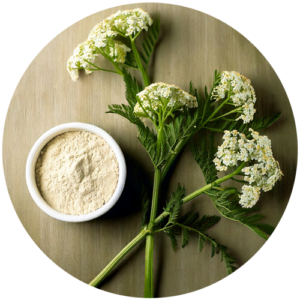 fleurs d'achillée millefeuille en poudre