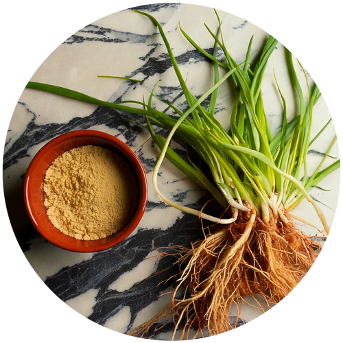 Chiendent - Rhizome - Racines - poudre - couch grass