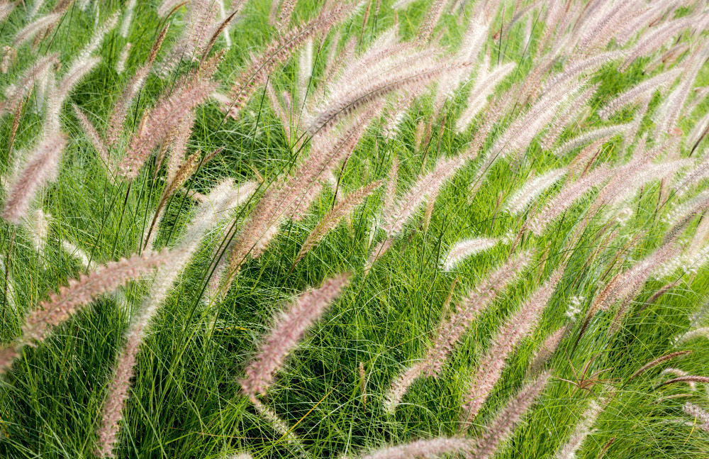 chiendent - couch grass