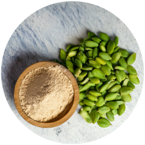 graines de griffonia en poudre