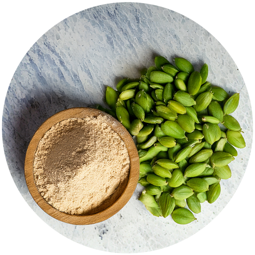 graines de griffonia en poudre
