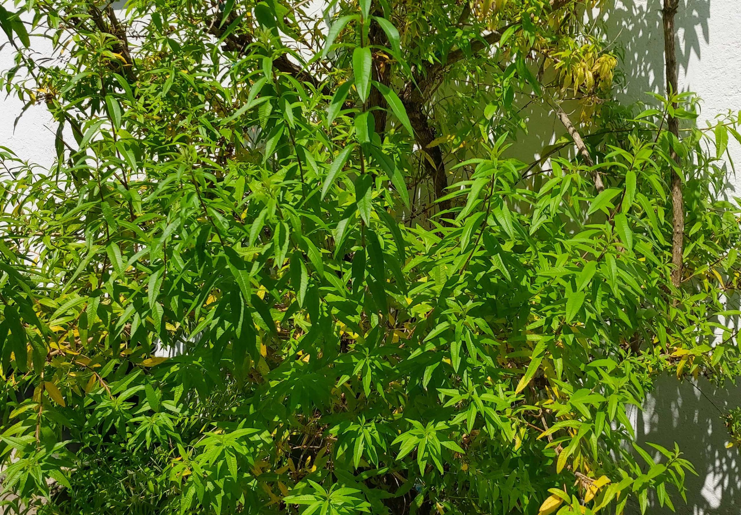 Mentalify - verveine citronnée