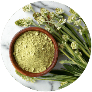 Ispaghul - Plantago ovata Forssk