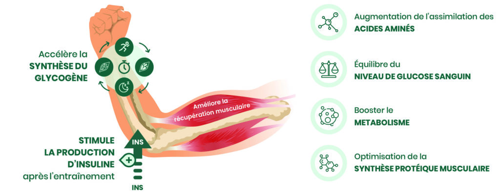 récupération musculaire recovera